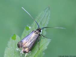 Image of Adela reaumurella