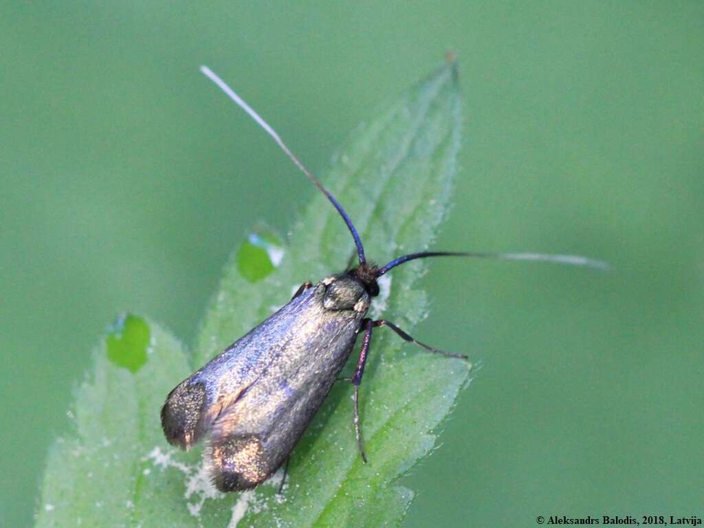 Image of Adela reaumurella