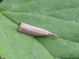 صورة Agriphila straminella