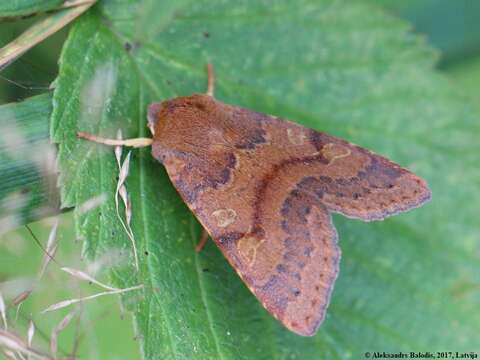 Image of flounced chestnut