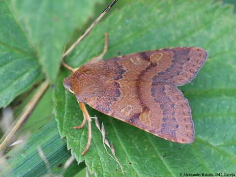 Image of flounced chestnut