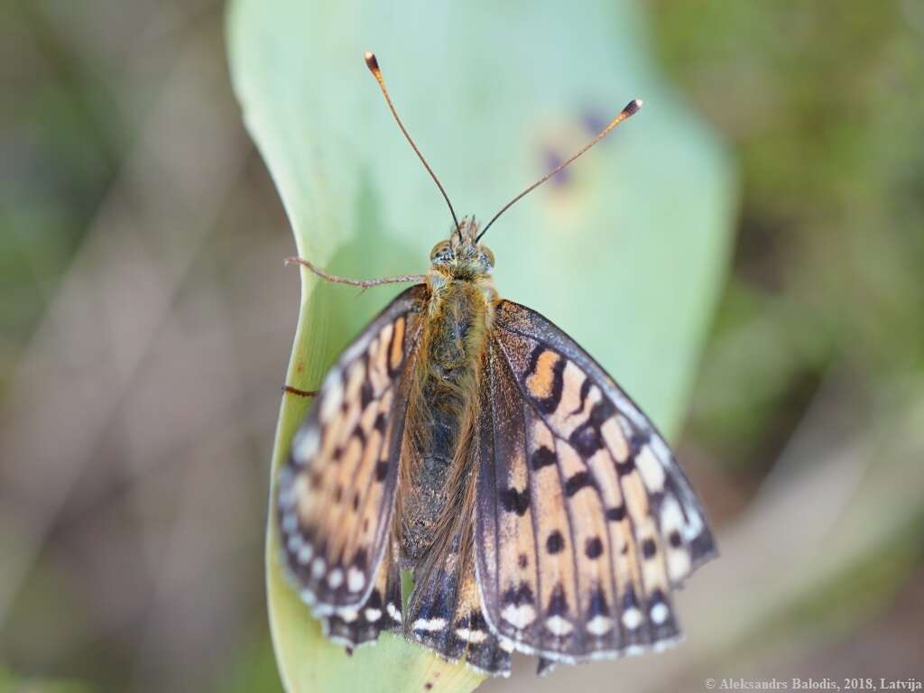 Image of Speyeria aglaja