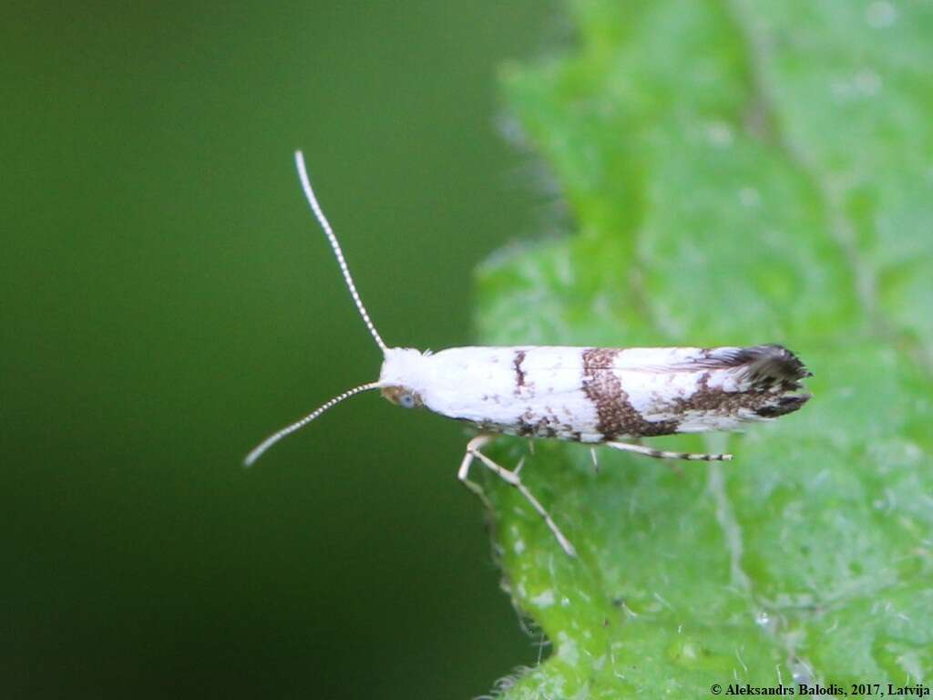 Image of Argyresthia curvella Linnaeus 1761