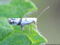 Image of Argyresthia curvella Linnaeus 1761