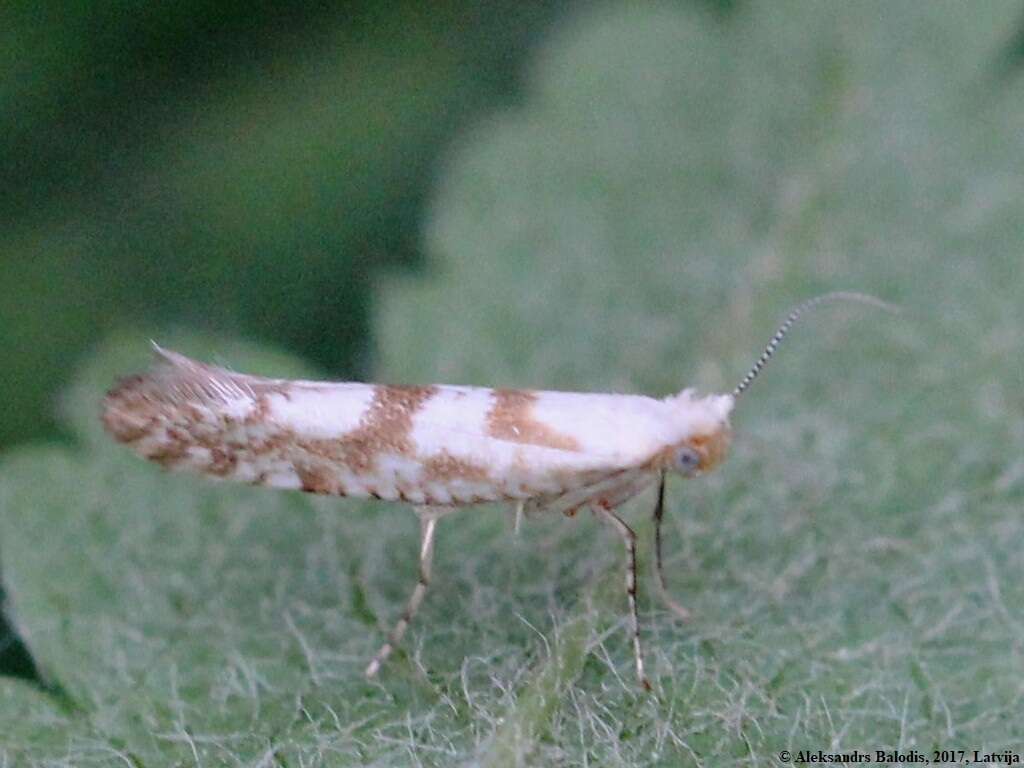 Image de Argyresthia sorbiella Treitschke 1835