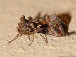 Imagem de Autographa pulchrina Haworth 1802