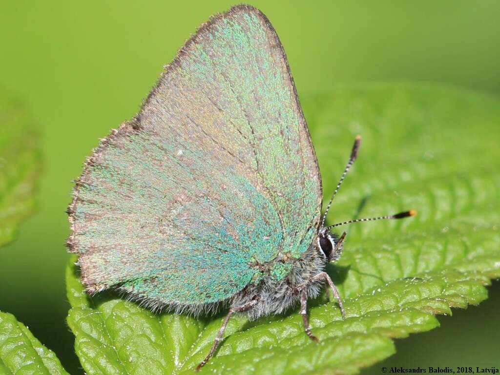 Plancia ëd Callophrys rubi (Linnaeus 1758)