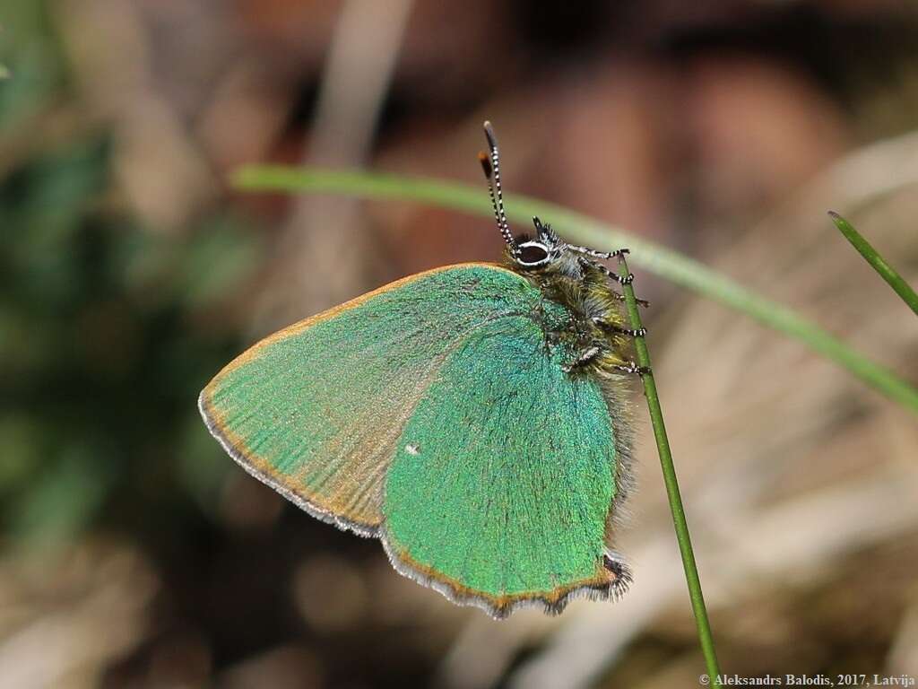 Plancia ëd Callophrys rubi (Linnaeus 1758)