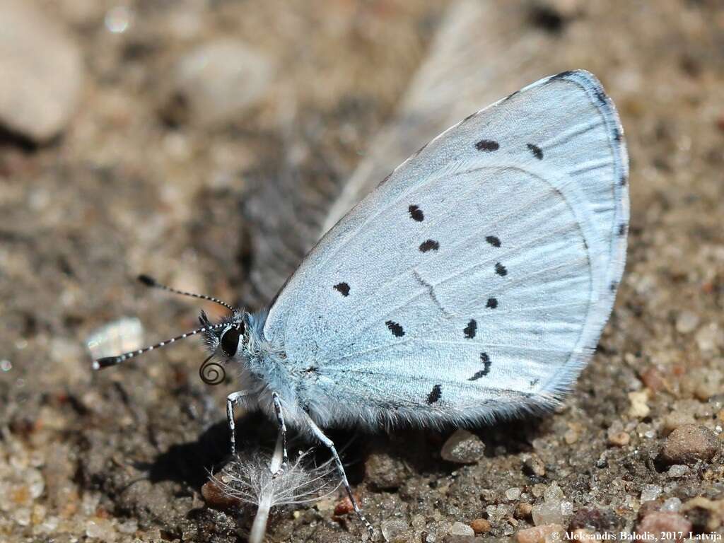 Image of holly blue