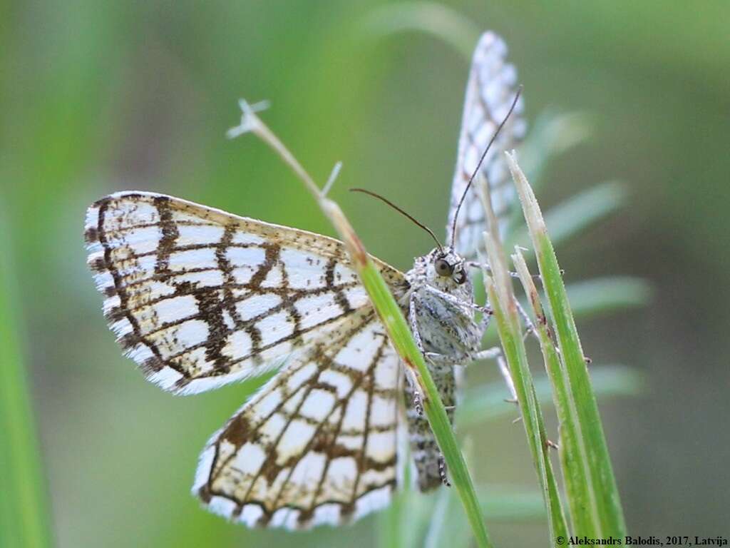 Image of Chiasmia clathrata