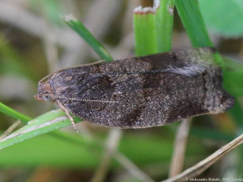 Imagem de Choristoneura hebenstreitella Müller 1764