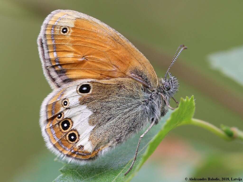 Coenonympha arcania Linnaeus 1761的圖片