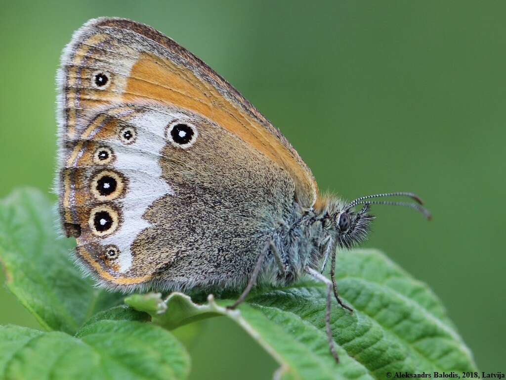 Sivun Coenonympha arcania Linnaeus 1761 kuva