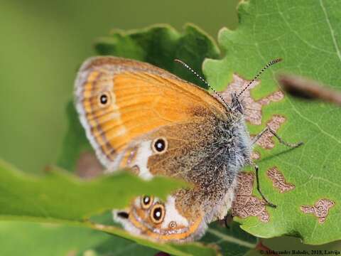 Image of pearly heath