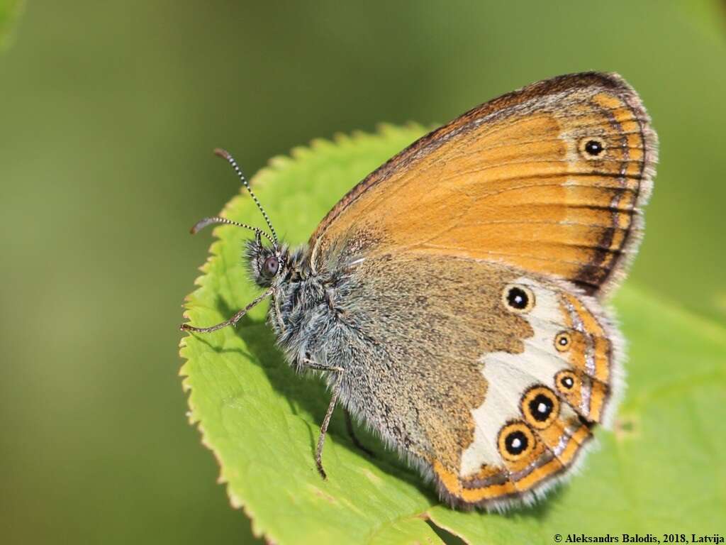 Coenonympha arcania Linnaeus 1761的圖片