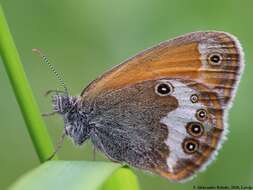 Sivun Coenonympha arcania Linnaeus 1761 kuva