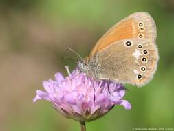 Plancia ëd Coenonympha glycerion