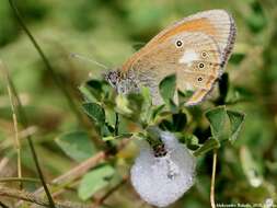 Image of Coenonympha glycerion