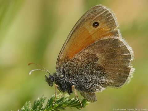 Image of small heath