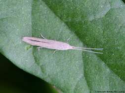 Image of Coleophora versurella Zeller