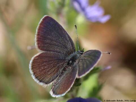 Image of small blue