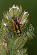 Image of Two-spotted Grass Bug