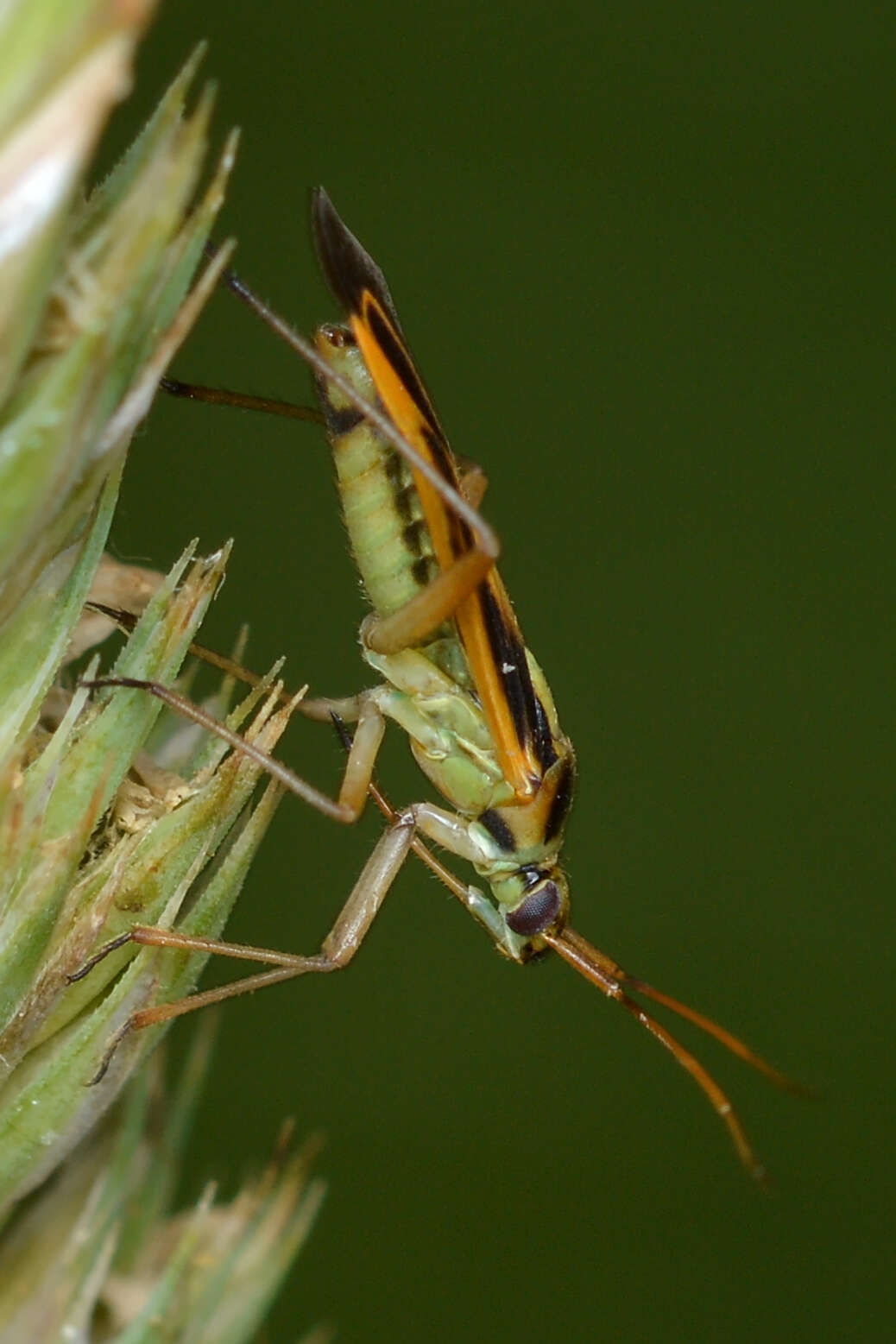 Image of Two-spotted Grass Bug