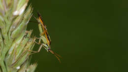 Image of Two-spotted Grass Bug