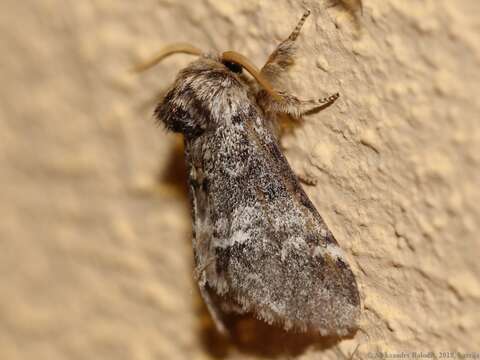 Image of Drymonia dodonaea Hübner 1800