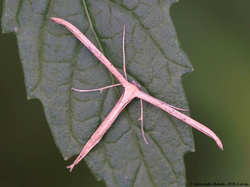 Image de Emmelina (Alucita) monodactyla (Linnaeus 1758)