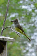 Image of Great Crested Flycatcher