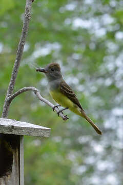 Image of Great Crested Flycatcher