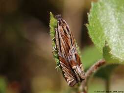 Image of Eucosma aspidiscana