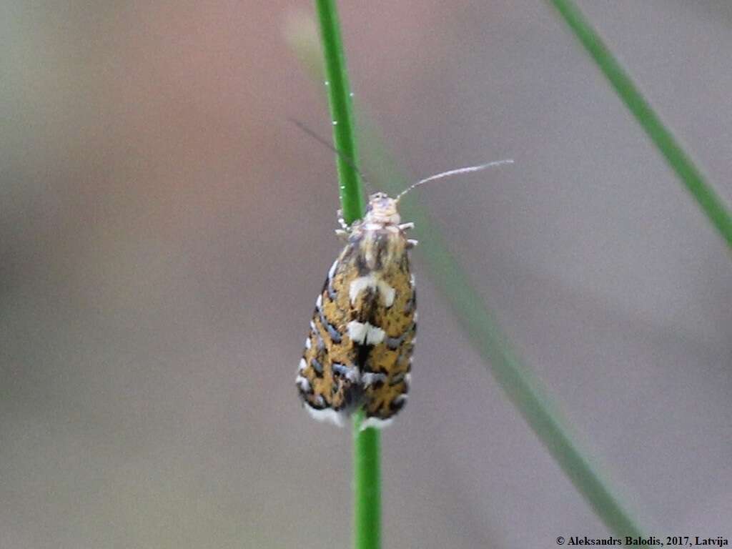 Слика од Glyphipterix bergstraesserella Fabricius 1781