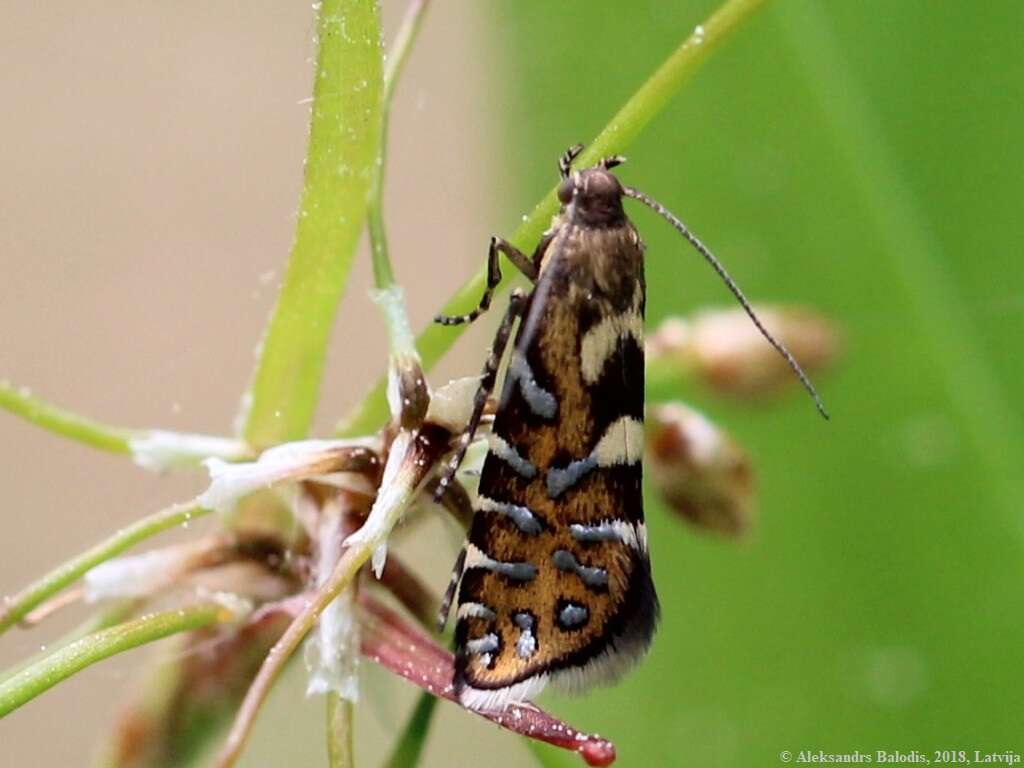 Слика од Glyphipterix bergstraesserella Fabricius 1781