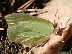 Imagem de Gonepteryx rhamni (Linnaeus 1758)