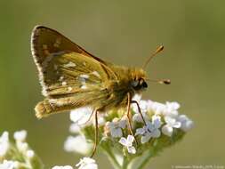 Image of Common Branded Skipper