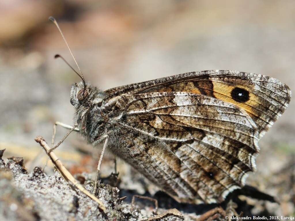 Image of Grayling