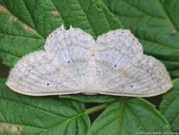 Scopula nigropunctata Hüfnagel 1767的圖片