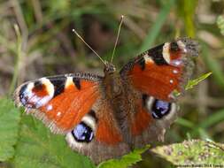 Image of Aglais io