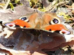 Image of Aglais io