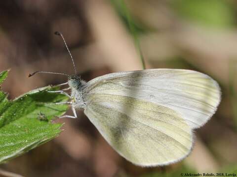 Image of Wood White