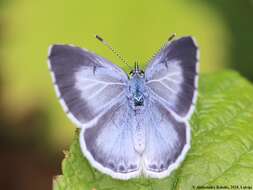 Image of holly blue