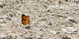 Image of Phyciodes cocyta