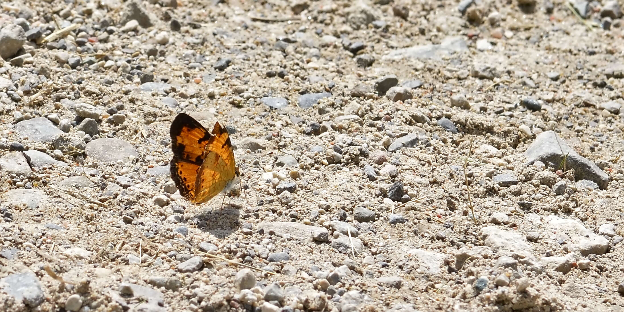 Image of Phyciodes cocyta