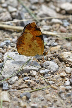 Image of Phyciodes cocyta