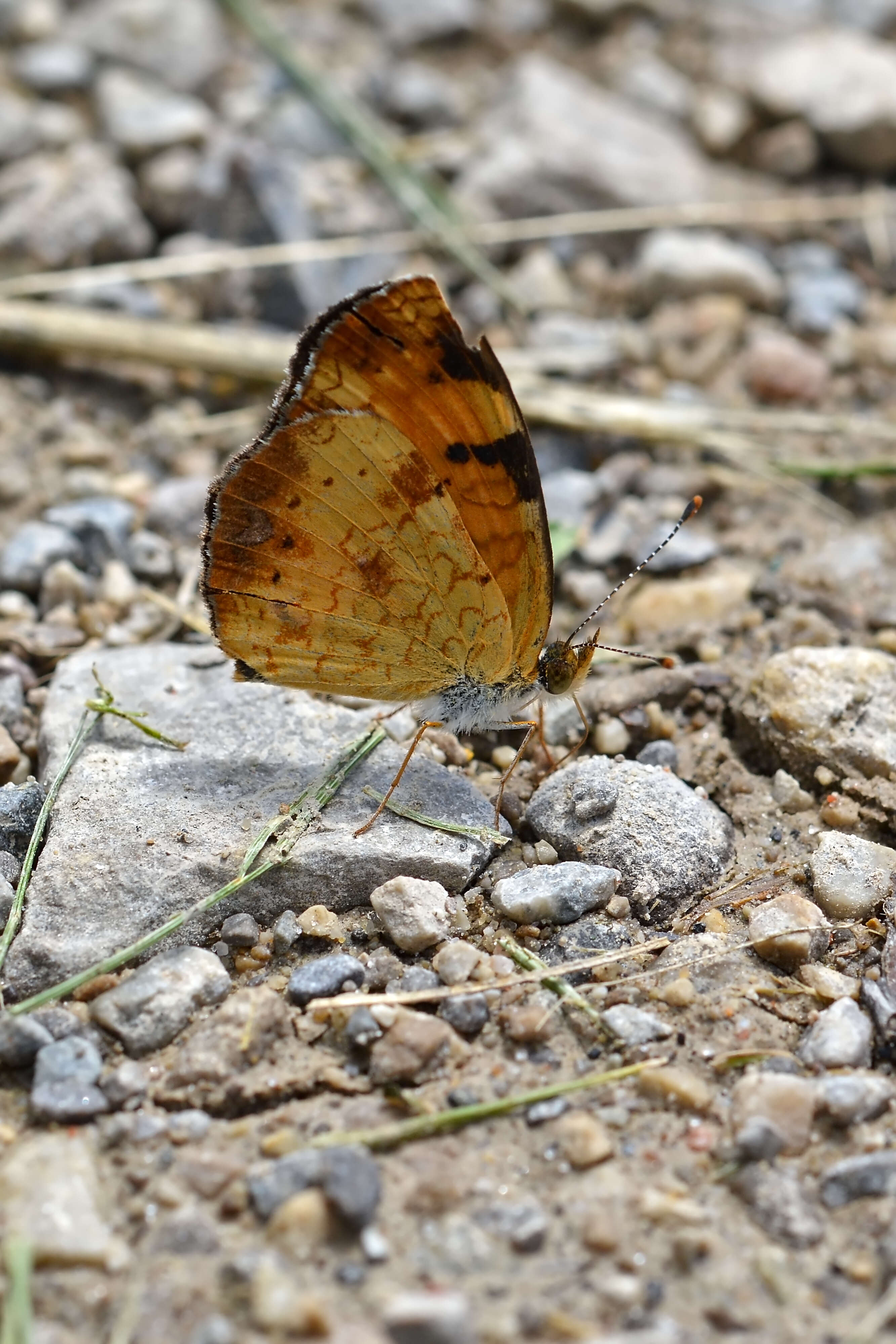 Image of Phyciodes cocyta