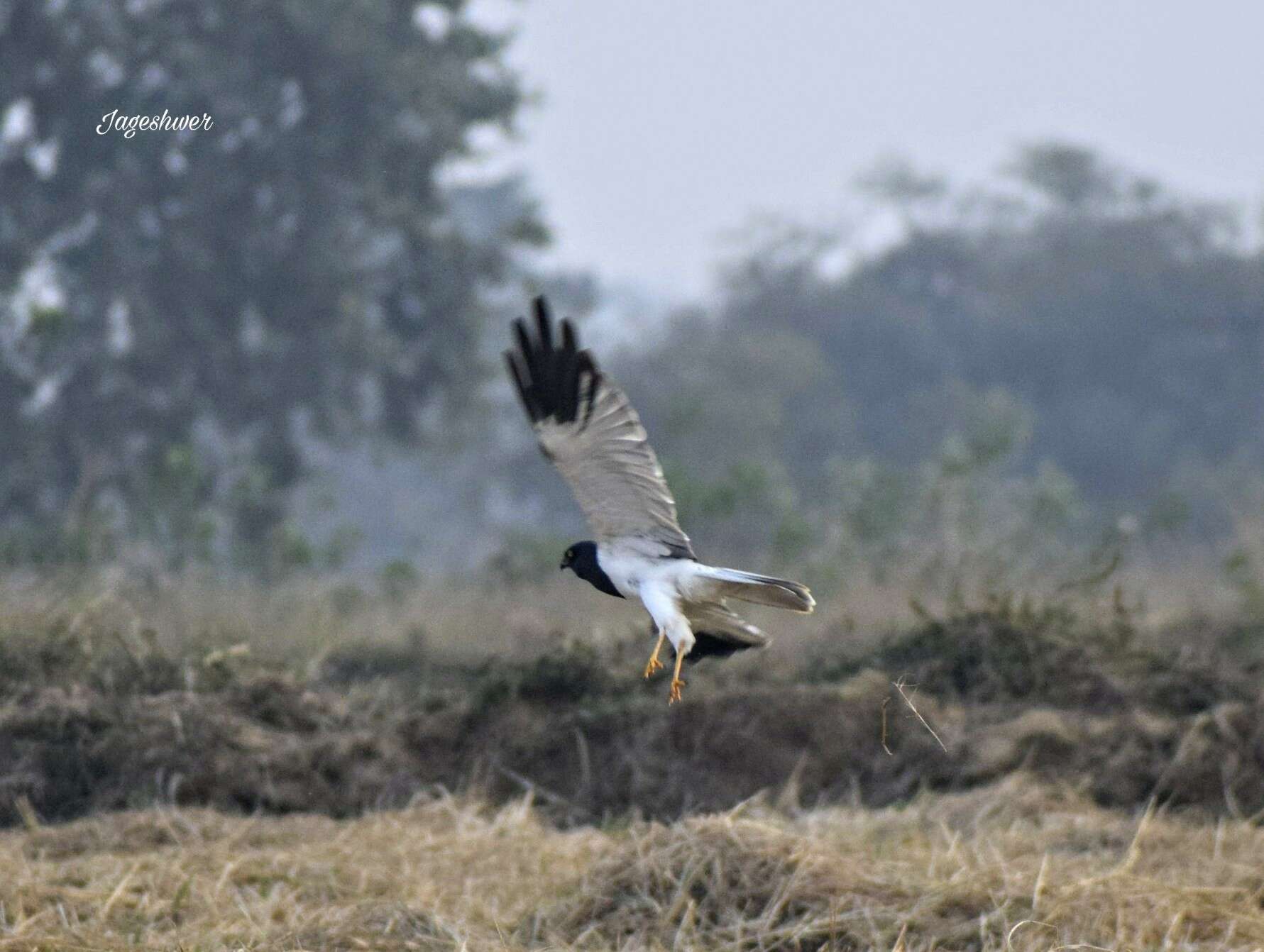 Image of Pied Harrier