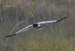 Image of Pied Harrier
