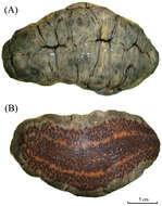 Stichopus vastus Sluiter 1887 resmi